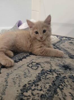 ANDIE -  American Bobtail and Tabby Cat for Adoption in Palmdale, California - ANDIE | PetCurious