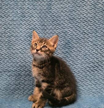 Domestic Short Hair Cats Available for Adoption in Rockwall, Texas - Quill | PetCurious