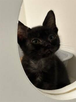 STRAWBERRY -  Domestic Short Hair Cat for Adoption in Ontario, California - STRAWBERRY | PetCurious
