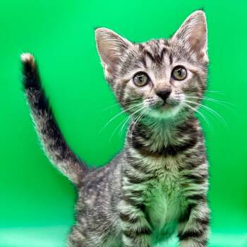 Booya -  Domestic Short Hair Cat for Adoption in Los Angeles, California - Booya | PetCurious