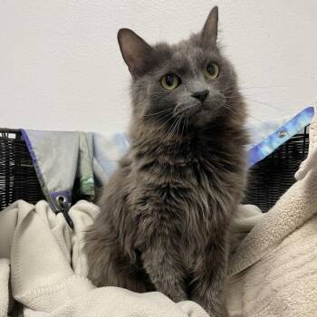 Miracle -  Russian Blue Cat for Adoption in Kanab, Utah - Miracle | PetCurious