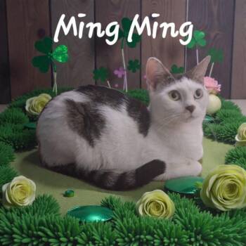 Domestic Short Hair Cats Available for Adoption - Ming Ming | PetCurious