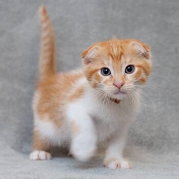 Orzo -  Domestic Short Hair and Scottish Fold Cat for Adoption in Sunnyvale, California - Orzo | PetCurious