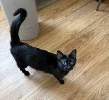 Amora -  Domestic Short Hair Cat Available for Adoption in Manitowoc, Wisconsin - Amora | PetCurious