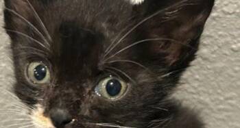 Rescue Domestic Short Hair Cats for Adoption in Houston, Texas - Elm | PetCurious