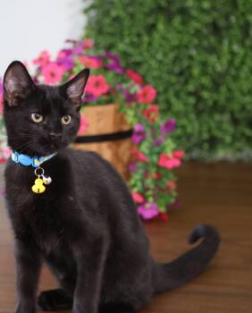 Domestic Short Hair Cats Available for Adoption in Andalusia, Pennsylvania - Hot Cocoa  | PetCurious