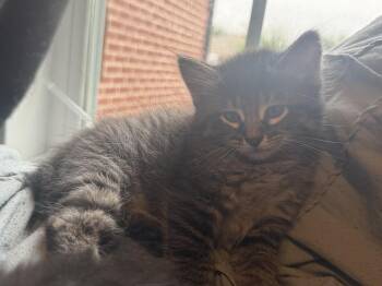 Tabby and Domestic Short Hair Cats Available for Adoption in Dallas, Texas - Pita | PetCurious