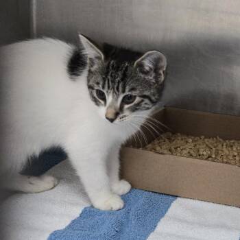 Yami -  Domestic Short Hair Cat for Adoption in Newark, New Jersey - Yami | PetCurious