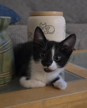 Wander -  Domestic Short Hair Cat for Adoption in Lorain, Ohio - Wander | PetCurious
