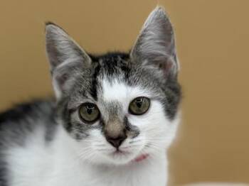 Umpqua -  Domestic Short Hair Cat for Adoption in Portland, Oregon - Umpqua | PetCurious