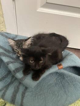 Ralsei -  Domestic Medium Hair Cat for Adoption in Pacifica, California - Ralsei | PetCurious