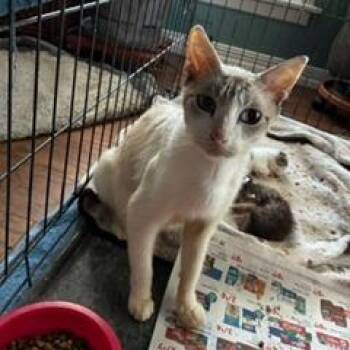 Hermione -  Domestic Short Hair Cat for Adoption in Livingston, Texas - Hermione | PetCurious