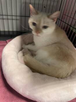 Aurora -  Siamese and Domestic Short Hair Cat for Adoption in Georgetown, Kentucky - Aurora | PetCurious