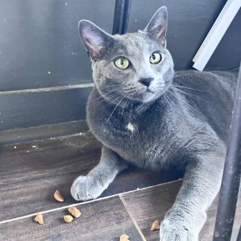Santa Fe -  Domestic Short Hair Cat for Adoption in Freeport, Florida - Santa Fe | PetCurious