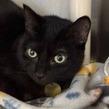 Domestic Short Hair Cats Available for Adoption - Stormy | PetCurious