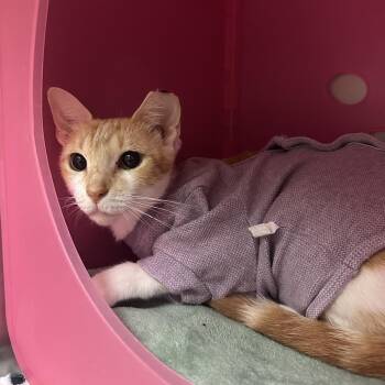 Mango -  Domestic Short Hair Cat for Adoption in Titusville, Florida - Mango | PetCurious