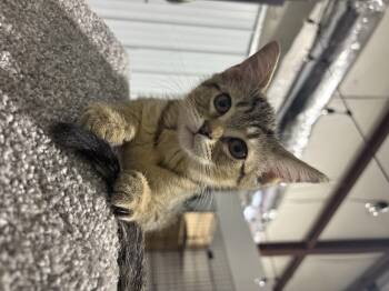 Rescue Domestic Short Hair Cats for Adoption in Russellville, Kentucky - Marty | PetCurious