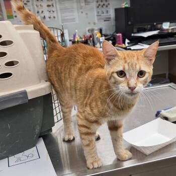 Indie -  Domestic Short Hair Cat for Adoption in Chattanooga, Tennessee - Indie | PetCurious