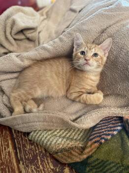 Algeria -  Domestic Short Hair Cat for Adoption in Trenton, New Jersey - Algeria | PetCurious