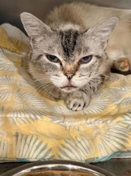 Hay Fever -  Domestic Short Hair Cat for Adoption in Lincoln, California - Hay Fever | PetCurious
