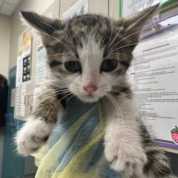 Domestic Short Hair Cats Available for Adoption in Las Vegas, Nevada - WAFFLE | PetCurious