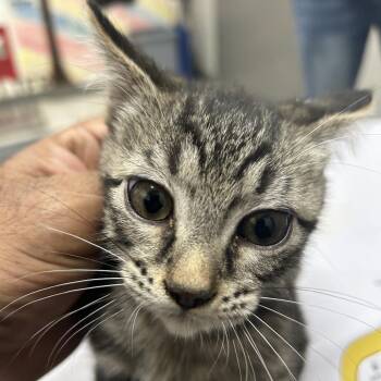 Echo -  American Shorthair Cat for Adoption in Lufkin, Texas - Echo | PetCurious