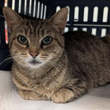 Lulabelle -  Domestic Short Hair Cat for Adoption in New Castle, Delaware - Lulabelle | PetCurious