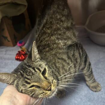 Jay Rock -  Domestic Short Hair Cat for Adoption in St. Louis, Missouri - Jay Rock | PetCurious