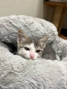 Rescue Domestic Short Hair Cats for Adoption in Bartlesville, Oklahoma - Teaberry | PetCurious