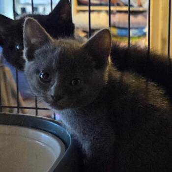 Domestic Short Hair Cats Available for Adoption in Hanna City, Illinois - Ester | PetCurious