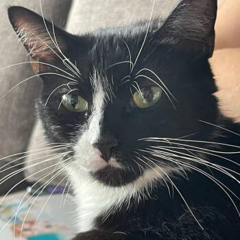 Rescue Domestic Short Hair Cats for Adoption in Evanston, Illinois - Petunia | PetCurious
