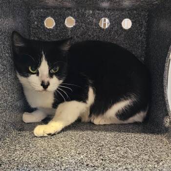 Zoe -  Domestic Short Hair Cat for Adoption - Zoe | PetCurious
