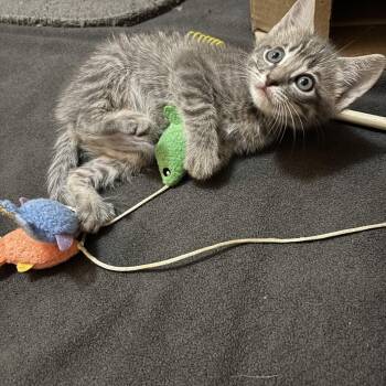 Livie -  Tabby Cat for Adoption in San Juan Capistrano, California - Livie | PetCurious