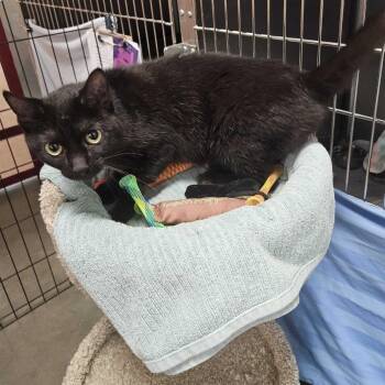 Pleco -  Domestic Short Hair Cat for Adoption in Dover, New Hampshire - Pleco | PetCurious