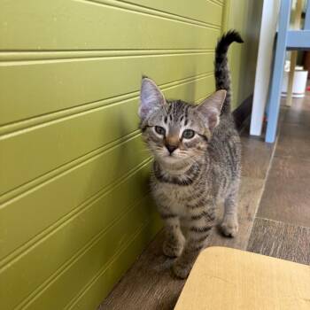Sharknado -  Domestic Short Hair Cat for Adoption in Bloomington, Illinois - Sharknado | PetCurious