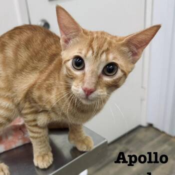 Rescue Domestic Short Hair Cats for Adoption in Sonora, California - Apollo | PetCurious