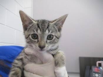 Domestic Short Hair Cats Available for Adoption in Ocala, Florida - A383006 | PetCurious