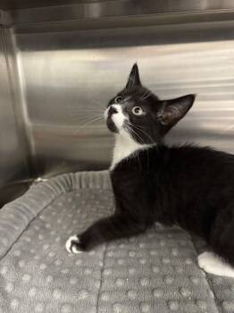 Bobbidi -  Domestic Short Hair Cat for Adoption in Hilton Head Island, South Carolina - Bobbidi | PetCurious