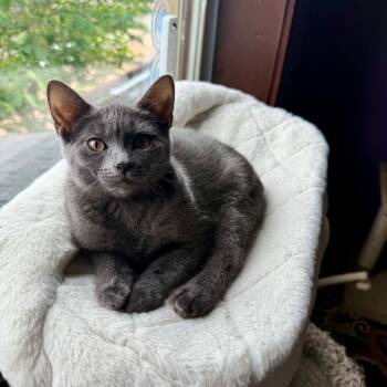 Rescue Domestic Short Hair Cats for Adoption in Gibsonia, Pennsylvania - Angelina | PetCurious