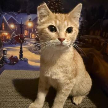 Gravy -  Domestic Short Hair Cat for Adoption in Hedgesville, West Virginia - Gravy | PetCurious