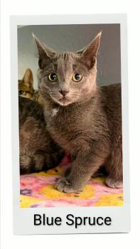 Blue Spruce -  Domestic Short Hair Cat for Adoption in Caistor Centre, Ontario - Blue Spruce | PetCurious