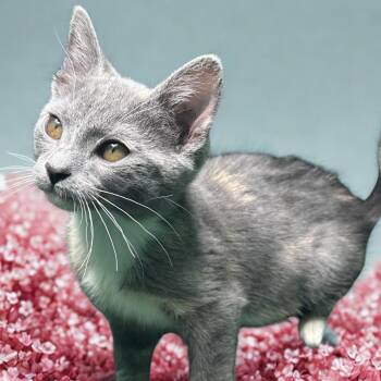 Domestic Short Hair and Russian Blue Cats Available for Adoption - Wonton Soup | PetCurious