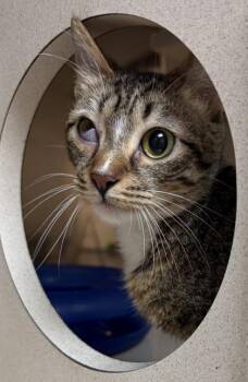 92383a Einstein -  Domestic Short Hair Cat Available for Adoption in North Charleston, South Carolina - 92383a Einstein | PetCurious
