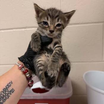 Paint -  Domestic Short Hair Cat for Adoption in Reno, Nevada - Paint | PetCurious