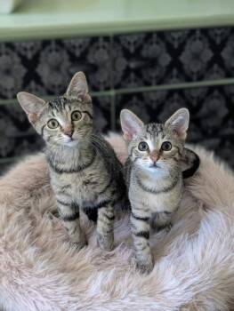Tater & Meatloaf (Bonded Brothers) -  Domestic Short Hair Cat for Adoption in Murfreesboro, Tennessee - Tater & Meatloaf (Bonded Brothers) | PetCurious