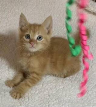 Rescue Domestic Medium Hair and Tabby Cats for Adoption in Liverpool, Texas - Shiloh | PetCurious