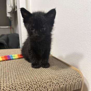 Lenny -  Domestic Short Hair Cat for Adoption in Spokane, Washington - Lenny | PetCurious
