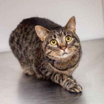 Black Sage -  Domestic Short Hair Cat for Adoption in Hattiesburg, Mississippi - Black Sage | PetCurious
