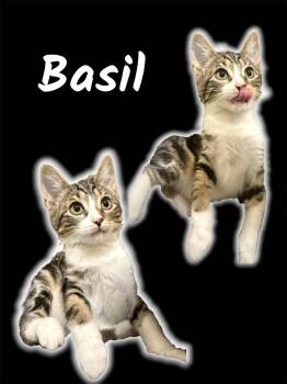 Basil -  Domestic Short Hair Cat Available for Adoption in Auburn, California - Basil | PetCurious