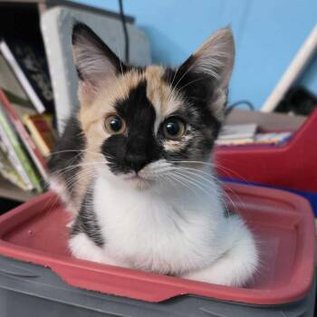 Candice (Bonded w/ Phineas) -  Domestic Short Hair Cat for Adoption in Wilmington, Delaware - Candice (Bonded W/ Phineas) | PetCurious